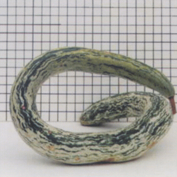 Snake Gourd