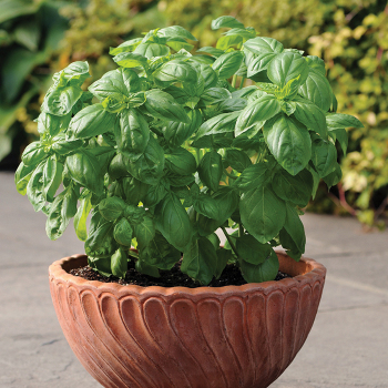 Basil, Dolce Fresca  Basil, Dolce Fresca