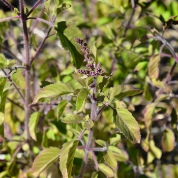 Herb, Basil, Holy Herb, Basil, Holy