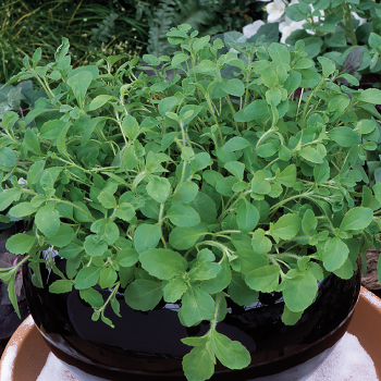 Stevia Stevia