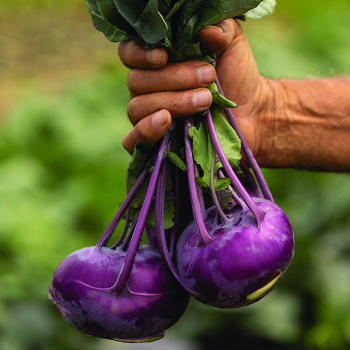 Kohlrabi, Konstance Hybrid