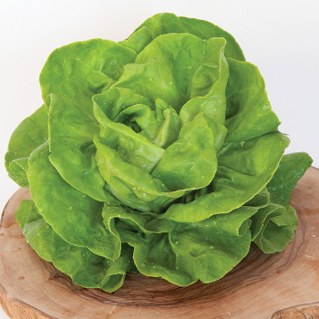 Gustav's Salad Lettuce