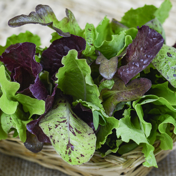 Lettuce, Heirloom Cutting Mix  Lettuce, Heirloom Cutting Mix