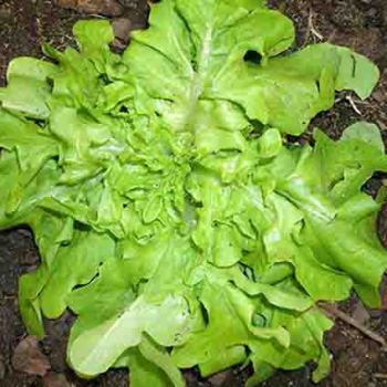 Oak Leaf Lettuce