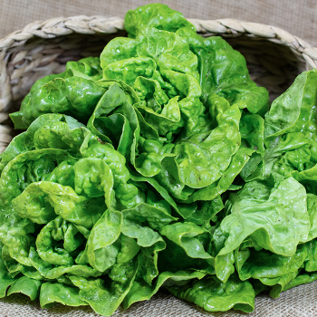 Lettuce, Butterhead, Tennis Ball  Lettuce, Butterhead, Tennis Ball