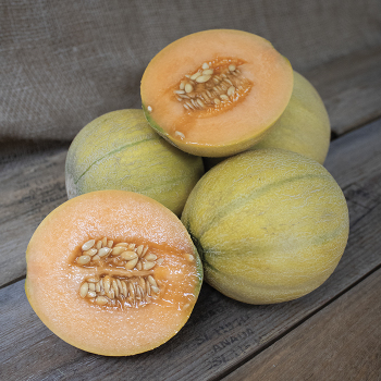 Melon, Minnesota Midget  Melon, Minnesota Midget