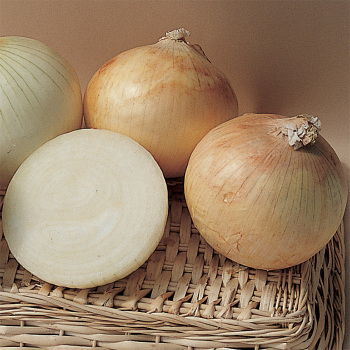 Candy Hybrid Onion
