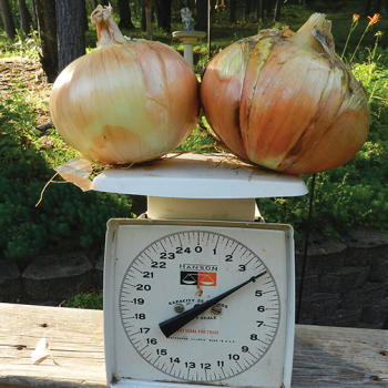 Onion, Candy Hybrid&nbsp;