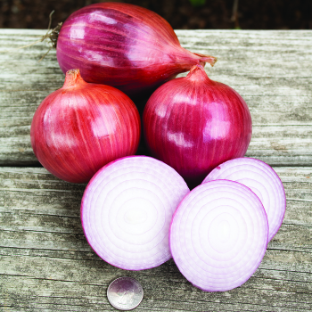 Onion, Blush Hybrid  Onion, Blush Hybrid