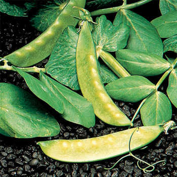 Mammoth Melting Sugar Snow Pea