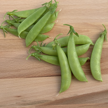 Pea, Amish Snap Pea, Amish Snap