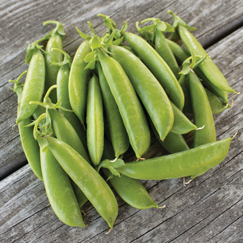 Pea, Super Sugar Snap&nbsp;