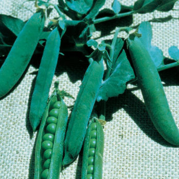 Early Frosty Pea