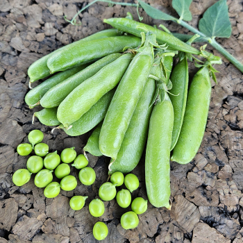 Pea, Caseload Pea, Caseload