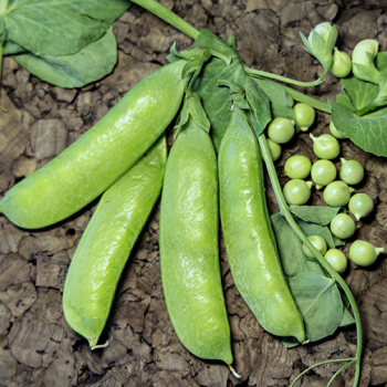 Pea, Extra Early Little Marvel&nbsp;