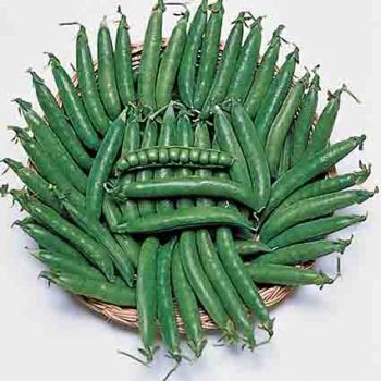 Maestro Pea