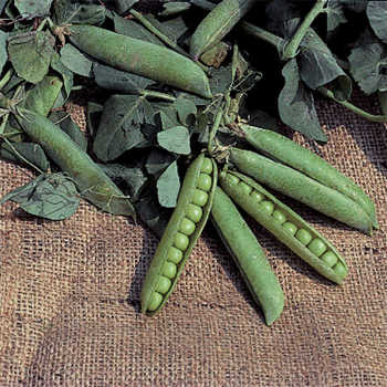 Laxton's Progress No. 9 Pea