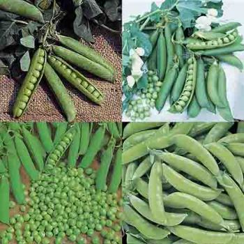 Pea Collection