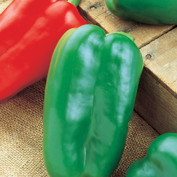 Pepper, Sweet, Big Bertha Hybrid