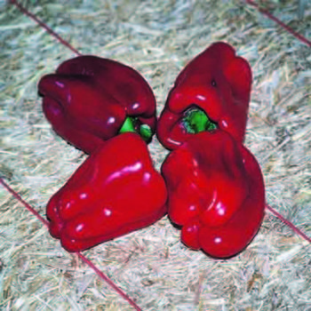 Chinese Giant Pepper