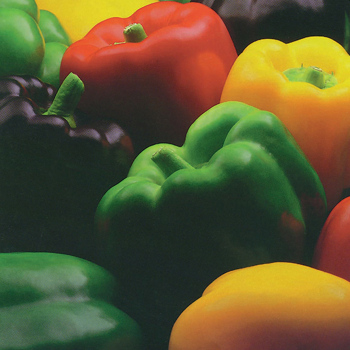 Sweet Pepper Gourmet Rainbow Blend