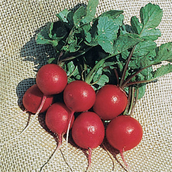 Radish Cherry Belle