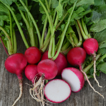 Radish, German Giant  Radish, German Giant