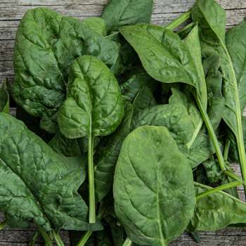 Spinach, Bloomsdale Long Standing&nbsp;