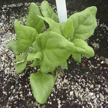 New Zealand Tetragonia Spinach