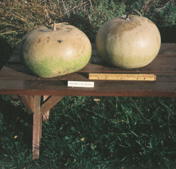African Flat Bushel Gourd