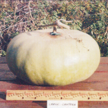 Large Canteen Gourd