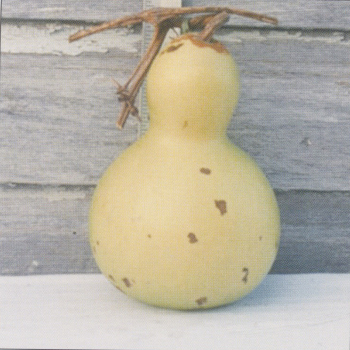 Chinese Small Bottle Gourd