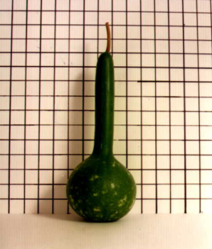 Short Handle Dipper Gourd