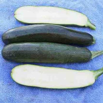 Black Zucchini Squash