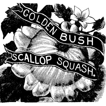 Golden Bush Scallop Squash