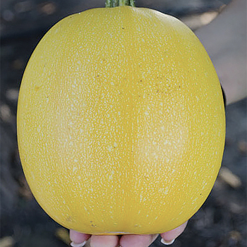 Squash, Spaghetti, Angel Hair Hybrid Squash, Spaghetti, Angel Hair Hybrid