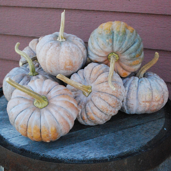 Winter Squash, Black Futsu