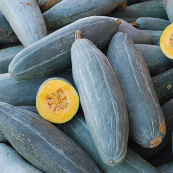 Guatemalan Blue Banana Winter Squash