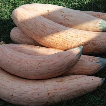 Squash, Winter, North Georgia Candy Roaster 