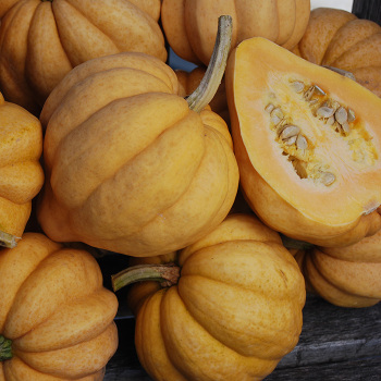 Thelma Sanders Sweet Potato Winter Squash