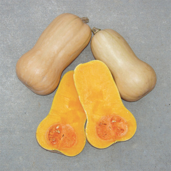 Waltham Butternut Squash