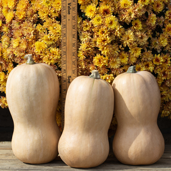 Squash, Winter, Waltham Butternut&nbsp;