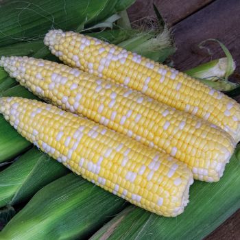 Sweet Corn, Ambrosia Bicolor Hybrid, Untreated
