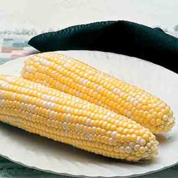 Delectable Hybrid Sweet Corn