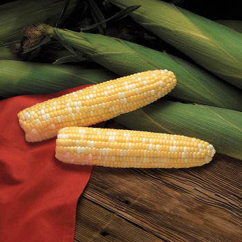 Primus Hybrid TripleSweet® Sweet Corn