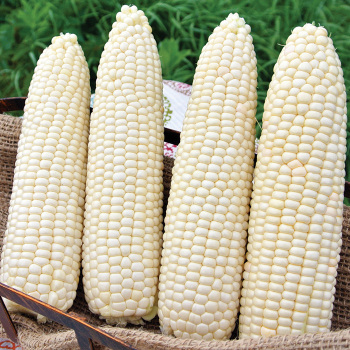 Glacial Hybrid Sweet Corn