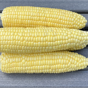 Sweet Corn, Bodacious Yellow Hybrid, Untreated