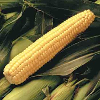 Early Sunglow Hybrid Sweet Corn