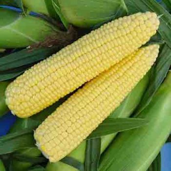 Florida Stay Sweet Hybrid Sweet Corn