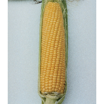 Nk 199 Hybrid Sweet Corn